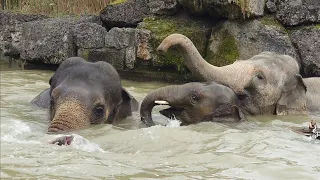 Elefanten-Badespaß im Münchner Tierpark Hellabrunn