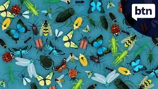 Insect Extinction - Behind the News