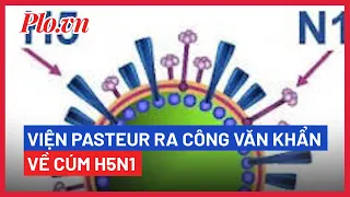 Campuchia có ca tử vong do nhiễm cúm H5N1, Viện Pasteur TP.HCM ra công văn khẩn - PLO