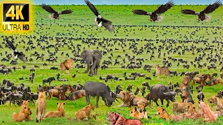 4K African Wildlife: The Super Beautiful Animals Moment Of Kruger National Park With Real Sounds