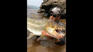 Monster Goliath the Tiger fish....