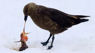 Penguin Chick Eaten by Skua | Penguin Post Office | BBC Earth