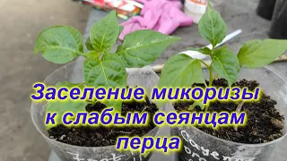 Эсперимент ! Результат в конце видео ! #микориза #огород #сад #микоризаприменение