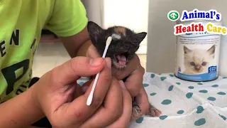 Rescue Baby kitten cry loudly asking me to help their infected eyes