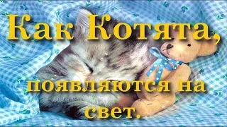 Сказка на Ночь Как Котята Появляются на Свет Сказку слушать