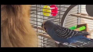 @Говорящий Попугай Кеша 🦜 обманул собачку 😂