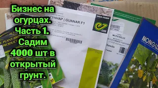 Садим  4000 огурца в открытый грунт. Бизнес на огурцах.