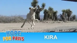 Labrador Retriever abandoned in the desert and was too scared to let us help her. #germanshepherd