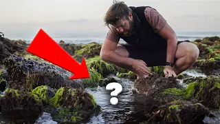 Finding a RARE Octopus in Tidepools!