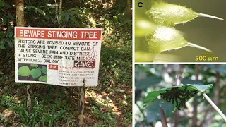 Australia's 'Gympie Gympie Tree' Has the Most Painful Stingers In The World