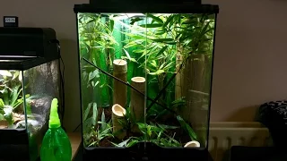 HOW TO SETUP A BIOACTIVE MANTIS ENCLOSURE (BAMBOO FOREST AND ORCHID)