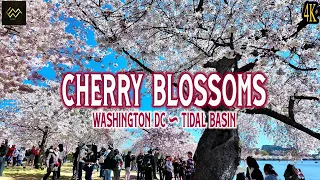 Cherry Blossoms show off their beauty in Washington DC - 2024 Walking Tour [4K]