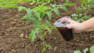 Bring color back to tomato leaves - a natural nutrient for quick recovery