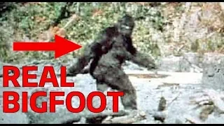 Real Bigfoot! Proof That the Patterson Gimlin Bigfoot Is Real