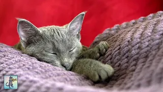Adorable Sleepy Cats! ~ Cute Kittens & Relaxing Piano Music 🐈