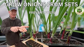 Growing onion sets and preventing pests like allium leaf miner