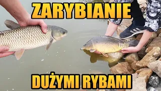 ZARYBIENIE MOJEGO STAWU DUŻYMI RYBAMI | karp, amur | zarybianie oczka wodnego | LFW