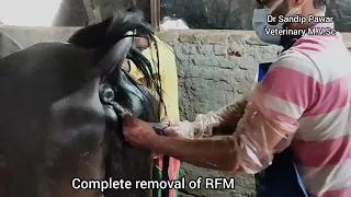 Retained fetal membranes in mare,  manual removal placenta in mare,post foaling complication horse