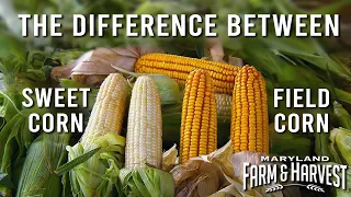 The Difference Between SWEET Corn & FIELD Corn | Maryland Farm & Harvest