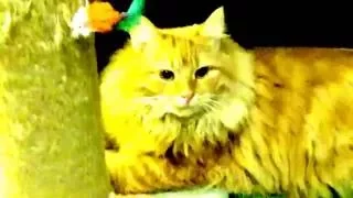 Видео о кошках. Рыжий и котёнок