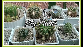 Vlog #54: My Plant Collection (April 3, 2021)