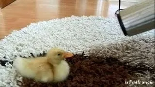I Are Cute Duckling AWW - Funny Baby Duck Animal