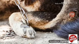 Dieser Hund wurde 10 Jahren nur angekettet...