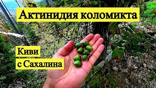 Актинидия коломикта. Киви с Сахалина