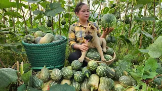 Harvest Pumpkins Goes to the market sell - My Pigs After 1 Year - Lý Thị Ca