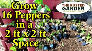 How to Grow 16+ Peppers in a Vertical Planter & Quick Container Soil Refresh: Vertical Gardening E-3