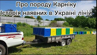 Про породу Карніку, історія, характеристика наявних в  Україні ліній, відгуки  від Андрія Сумчанина