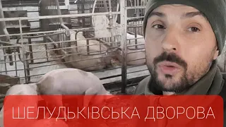 //Какую породу Свиней я выращиваю, и как кормлю и почему так//