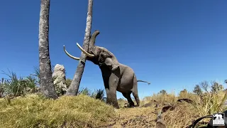 Jabu the elephant shaking down palm nuts | Living With Elephants | Okavango Delta, Botswana