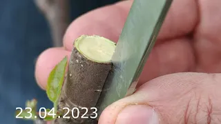 apple tree grafting // grafting apple