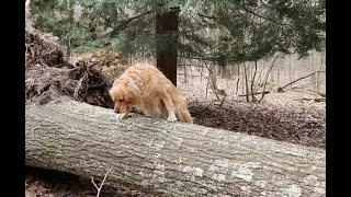 #409 Trees in the Pond, Dog over the Log!