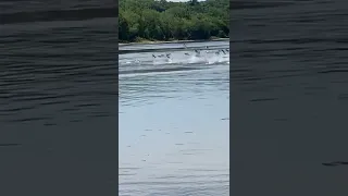 Asian carp in Illinois waterways