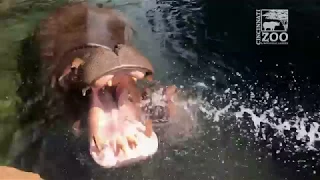 Baby Hippo Fiona Hose Play (Fiona Show S3 Ep 3) Cincinnati Zoo