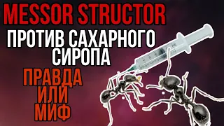 Messor Structor против сиропа // Правда или Миф // Проверка.