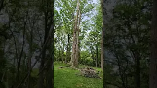 Cutting Dangerous Branches