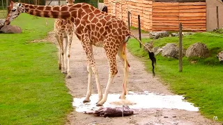 Bébé girafe naissance à haut risque !