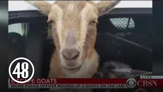 Maine Police Round Up Escaped Miniature Goats