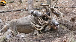 Deer Fight to Death and Stuck, Look What Happen Next - Nature Documentary | Latest Wild