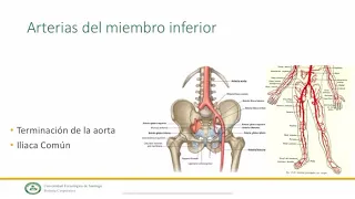 Vasos y nervios de los miembros inferiores