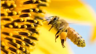 Las Abejas "Guardianas de la Biodiversidad y la Alimentación" #abejas #insectos