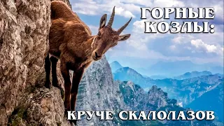 Горные козлы: Животные-скалолазы | Интересные факты про козлов