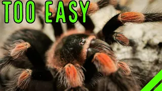 Top 10 EASY Pet Tarantulas For YOU - Low Maintenance