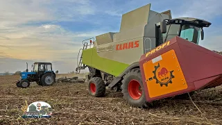 Claas Lexion 580 Уборка семечку в с.Рэдоая где работают 2 Мтз 82.1 и 2 Камаза!