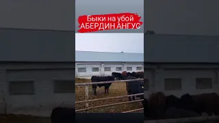 600+ кг быки на убой Абердин Ангусы