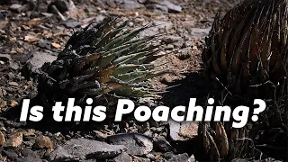 Is Agave Utahensis Poaching Rampant?