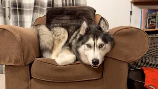 Giant Husky Stole Her Seat! & His Seat & Her Bed!